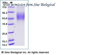 Sino Biological 90051-C08H-B image 1