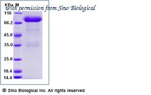 Sino Biological 90274-C02H image 1
