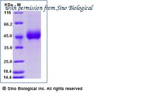 Sino Biological 90303-C08H-B image 1