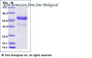 Sino Biological 90848-C01H-B image 1