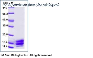 Sino Biological 90880-CNAB image 1