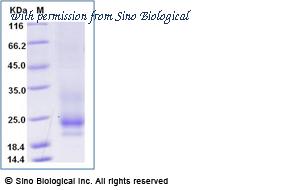 Sino Biological 90895-C08H image 1