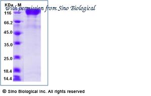 Sino Biological 90907-C08H image 1