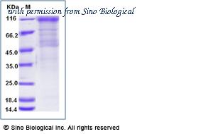 Sino Biological 90910-C08H image 1