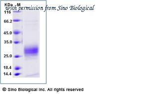 Sino Biological 90911-C08H image 1