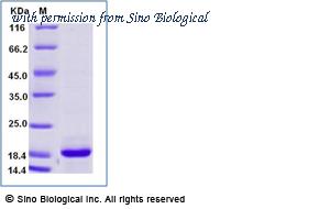Sino Biological 90912-CNAE image 1