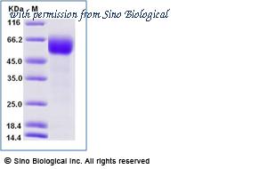 Sino Biological 90915-C08H image 1