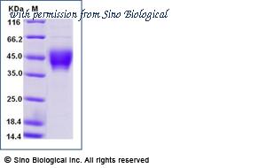 Sino Biological 90924-C08H image 1