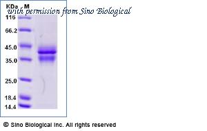 Sino Biological CT011-H08H-B image 1