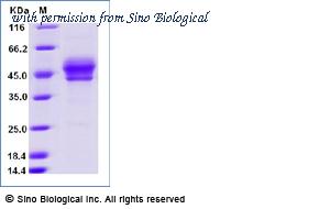 Sino Biological CT090-C46H-E image 1