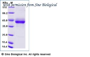 Sino Biological CT091-C02H image 1