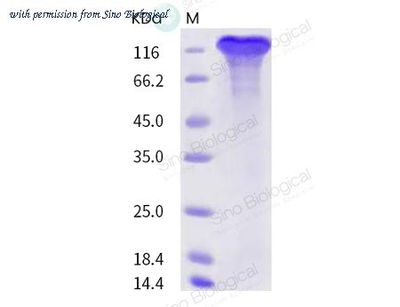 Sino Biological 40591-V02H image 1
