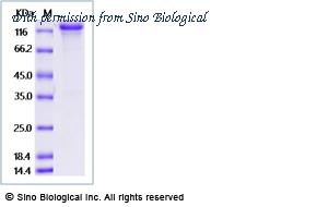 Sino Biological 10201-H02H-B image 1