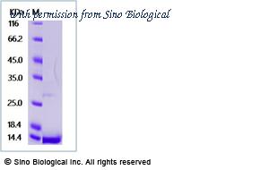 Sino Biological 10265-HNAE image 1