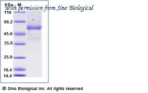 Sino Biological 10780-H42H-B image 1