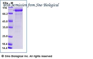 Sino Biological 10904-H02H image 1