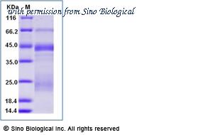 Sino Biological 11062-V08B-B image 1