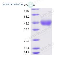 Sino Biological 11609-HNCH-B image 1