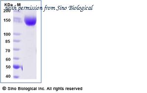Sino Biological 11958-H41H-B image 1