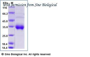 Sino Biological 12143-H27H-B image 1