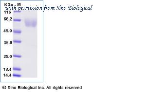 Sino Biological 12161-H08H-B image 1