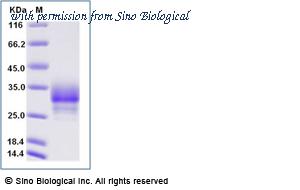 Sino Biological 13257-H27H-B image 1