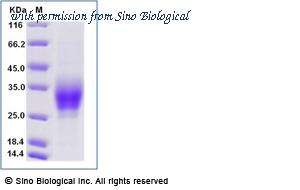 Sino Biological 13820-H27H-B image 1