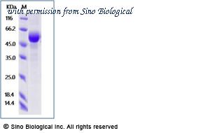 Sino Biological 13976-H02H1 image 1