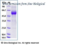 Sino Biological 13976-H38H image 1
