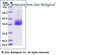 Sino Biological 16059-H27H-B image 1