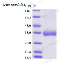 Sino Biological 40071-V08B1-B image 1