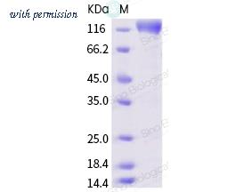 Sino Biological 40150-V05H1 image 1