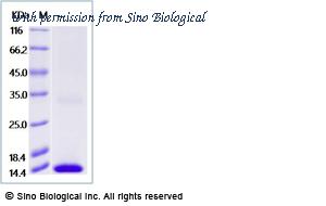 Sino Biological 40531-V08H image 1