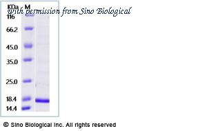 Sino Biological 40573-V08E image 1