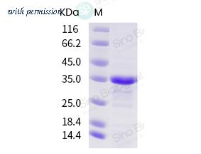 Sino Biological 40593-V07E image 1