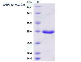 Sino Biological 40594-V07B image 1