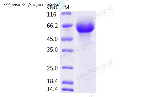 Sino Biological 40603-V08H image 1