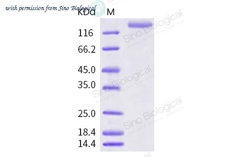 Sino Biological 40604-V08B image 1