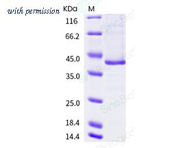 Sino Biological 40625-V08B image 1