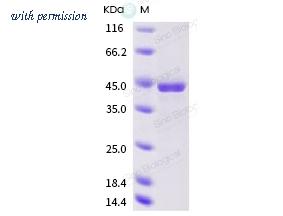 Sino Biological 40641-V07E image 1