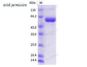 Sino Biological 40752-V07H image 1