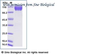 Sino Biological 50259-M41H-B image 1