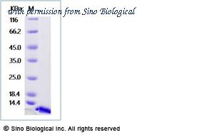 Sino Biological 50953-M08H image 1