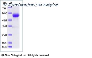 Sino Biological 53069-MNAH image 1