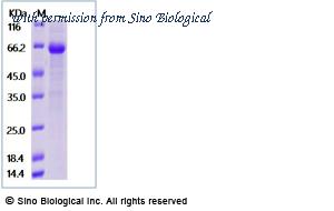 Sino Biological 5A2001-M02H image 1