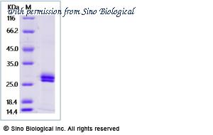 Sino Biological 5A7643-M08H image 1