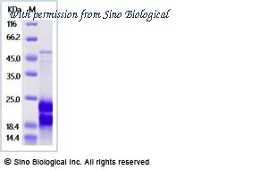 Sino Biological 8A6965-R08B image 1