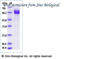 Sino Biological 90897-C02H image 1