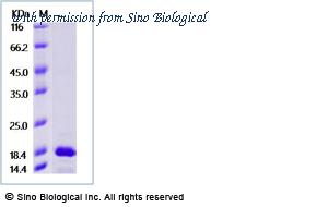 Sino Biological 90925-CNCE image 1