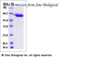 Sino Biological 90926-C02H image 1